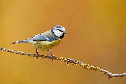 Eurasian Blue Tit (Cyanistes caeruleus) perched on lichen branch, Grisons, Switzerland