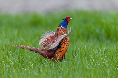 In April, the mating season of pheasants (Phasianus colchicus) is at its peak and in areas with a