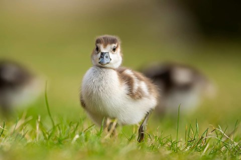 Egyptian goose (Alopochen aegyptiaca) cute chicks on a meadow at the shore of a lake, Bavaria,