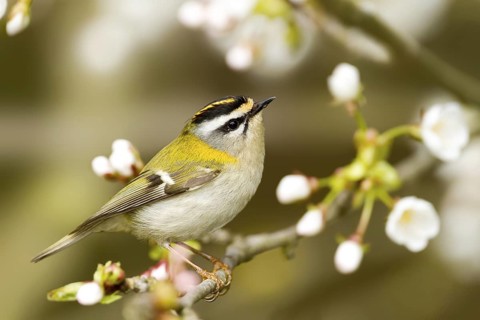 Common Firecrest (Regulus ignicapilla), Baden-Wuerttemberg, Germany