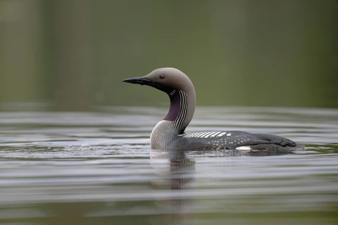 Black-throated Loon (Gavia arctica), Dalarna, Sweden