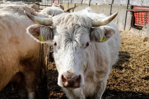 Cattle from the Jahnsfeld organic farm in Brandenburg. The suckler cows graze the surrounding