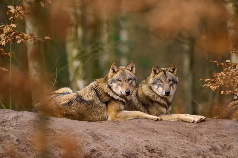 Two wolves lying next to each other in the forest, surrounded by foliage, Wolf (Canis lupus),