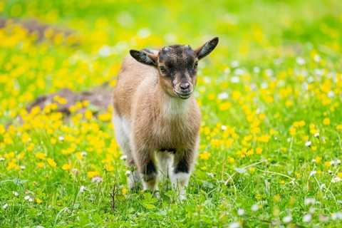 Domestic goat (Capra aegagrus hircus) kid walking on a meadow in spring, Bavaria, Germany