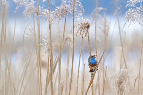 White-spotted bluethroat (Luscinia svecica cyanecula) male perched on reed stem in reedbed and