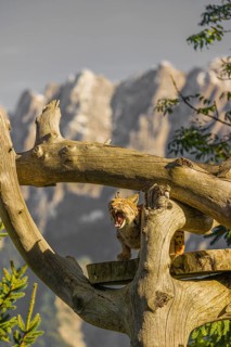 One Eurasian lynx, (Lynx lynx), sits high up on a dead tree. Frontal view with mountains in the