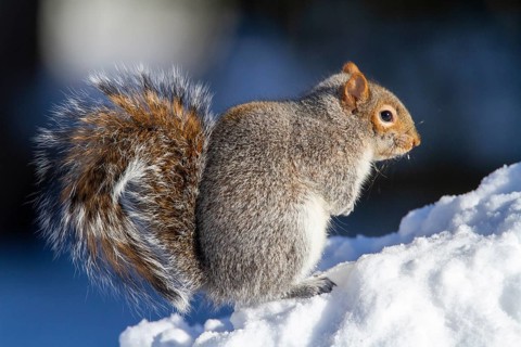 Eastern gray squirrel (sciurus carolinensis) sitting in snow and watching, Montreal botanical
