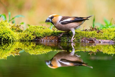 Hawfinch (Coccothraustes coccothraustes) Germany