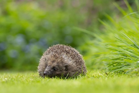 European hedgehog (Erinaceus europaeus) adult animal on a garden grass lawn in springtime, Suffolk,