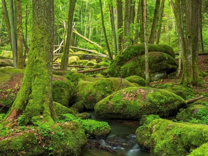 The Höllbach in the Hölle Nature Reserve flows through green forest and large moss-covered rocks,