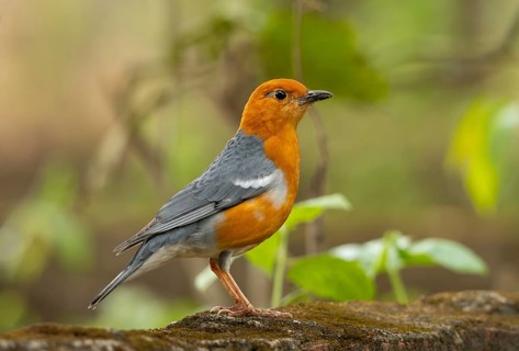A orange-headed thrush (Geokichla citrina), Sreepur, Gazipur, bangladesh