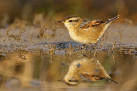 Wren-like Rushbird (Phleocryptes melanops) at waterhole, Santiago Metropolitan, Chile