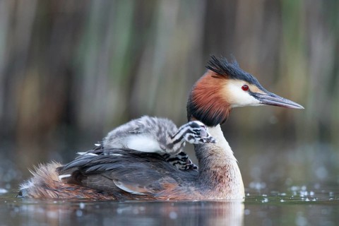 Great Crested Grebe (Podiceps cristatus) with chicks, North Rhine-Westphalia, Germany