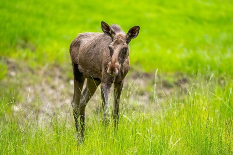 Eurasian elk (Alces alces) walking on a meadow in early summer, Bavarian Forest, Bavaria, Germany