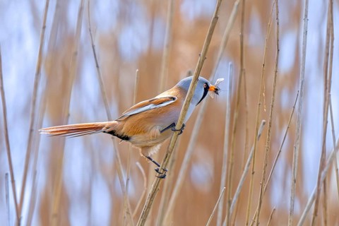 Bearded reedling, bearded tit (Panurus biarmicus) adult male perched on reed stem with caught