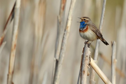 Bluethroat (Luscinia svecica cyanecula) male singing from reed, Netherlands