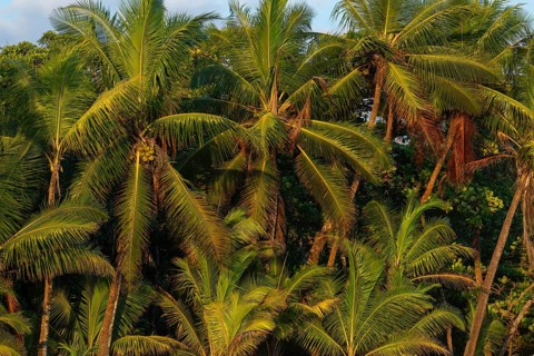 The low sun on the horizon spotlights palm trees on Carate Beach, Costa Rica
