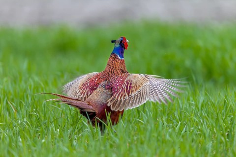 During the mating ritual, the colourful plumage of the pheasant cock (Phasianus colchicus) comes