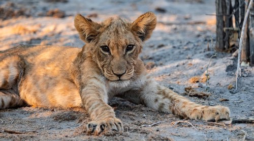 Cub, lion (Panthera leo) lying, Savuti, Chobe National Park, Botswana