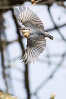 A nuthatch (Sitta europaea) with outspread wings flying past a branch, Hesse Germany
