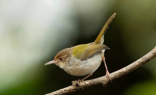 Common Tailorbird (Orthotomus sutorius) perched on a slender branch, Sreepur, Gazipur, bangladesh