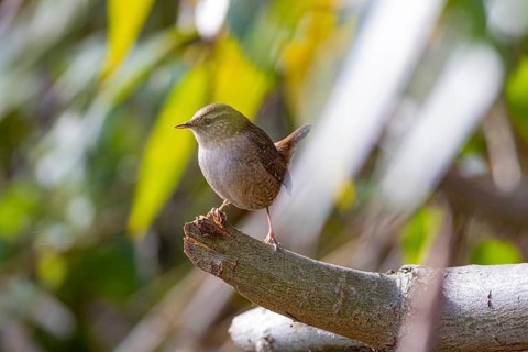 Wren (troglodytes troglodytes) Germany