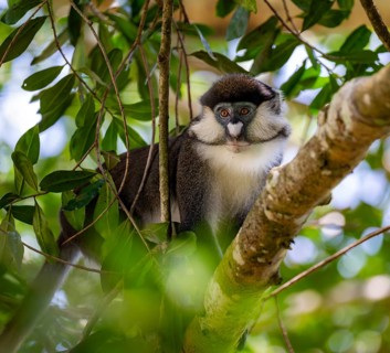 Red-tailed guenon or Congo white-nosed guenon (Cercopithecus ascanius schmidti), sitting on a tree,