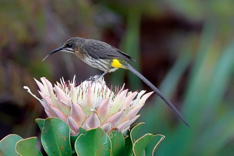 Cape Honeybird (Promerops cafer), adult, male, on flower, Protea, vigilant, Kirstenbosch Botanical