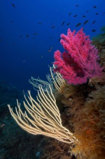 White gorgonians (Eunicella singularis) and Violescent sea-whip (Paramuricea clavata) stretch