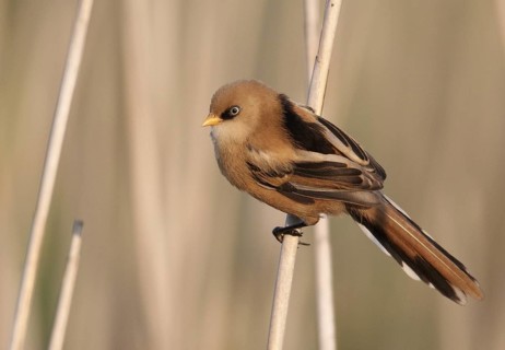 Bearded Reedling (Panurus biarmicus) juvenile, Mecklenburg-Western, Pomerania, Germany