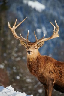 Red deer (Cervus elaphus) stag on a snowy meadow in the mountains in tirol, Kitzbühel, Wildpark