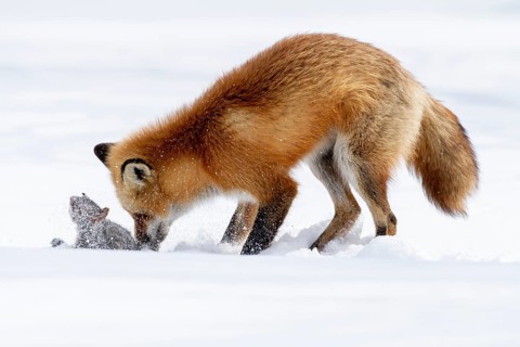 Red fox (vulpes vulpes) hunting eastern gray squirrel (sciurus carolinensis), Montreal botanical