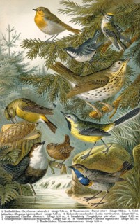 Historical illustration, 19th Century, middle-europe songbirds, mitteuropäische Singvögel,
