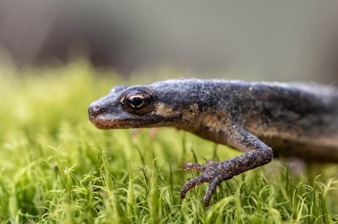 Pond newt (Lissotriton vulgaris), Emsland, Lower Saxony, Germany