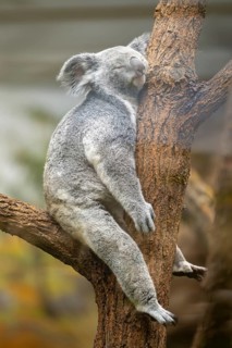 Koala (Phascolarctos cinereus) sitting on a tree, captive, distribution South Australia, Australia,