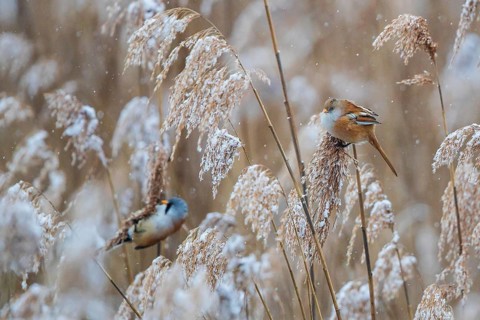 Bearded Reedling (Panurus biarmicus) pair perched in reedbed, Baden-Wuerttemberg, Germany