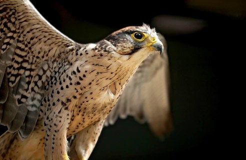 Lanner falcon (Falco biarmicus) with outstretched wings, animal portrait, Vogelpark Schotten,
