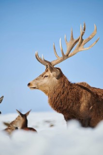 Red deer (Cervus elaphus) stag on a snowy meadow in the mountains in tirol, Kitzbühel, Wildpark
