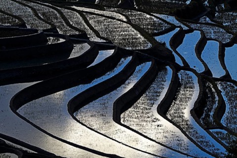 Celestial Stairs — The Yuanyang Rice Terraces in Yunnan, China, carved by the Hani people over 1,