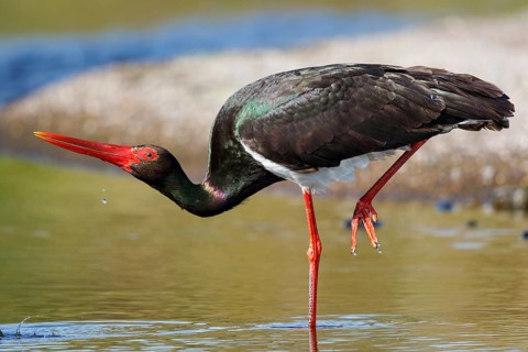 Black Stork (Ciconia nigra) foraging, Greece