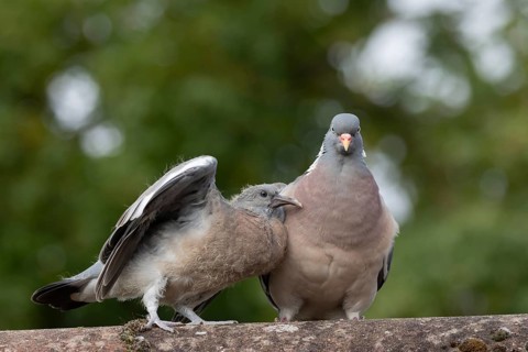 Wood pigeon (Columba palumbus) juvenile baby squab bird begging for food from an adult parent bird