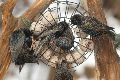 Starling (Sturnus vulgaris) at winter feeding in the forest, Allgäu, Bavaria, Germany, Allgäu,