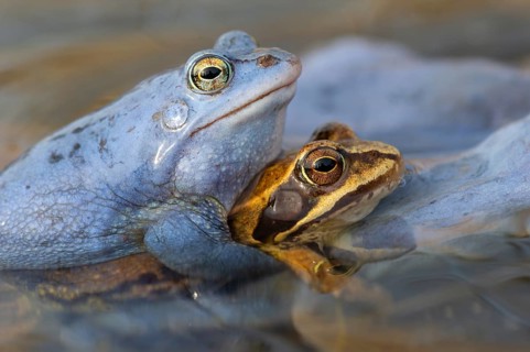 Blue moor frog (Rana arvalis) mating in the moor, Goldenstedter Moor, Lower Saxony, Germany