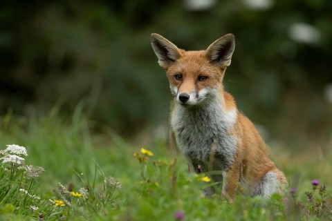 Red fox (Vulpes vulpes) adult animal in countryside grassland with wildflowers in summer, England,