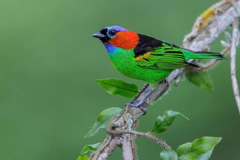 Red-necked Tanager (Tangara cyanocephala) perched on a branch in the Atlantic rainforest of