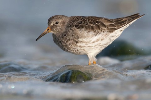 Purple Sandpiper (Calidris maritima), Schleswig-Holstein, Germany