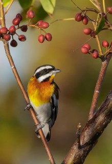 Western Spindalis (Spindalis zena) perched on a branch in Cuba