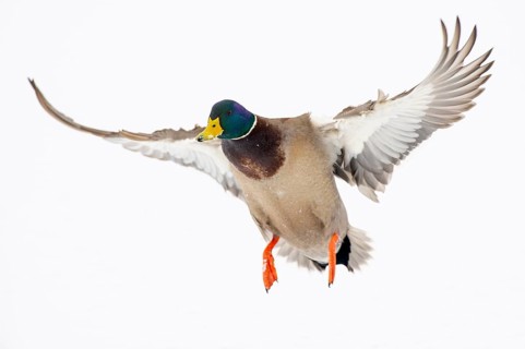 Flying mallard (anas platyrhynchos) in the snow, Vechta, Lower Saxony, Germany