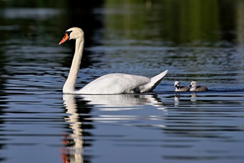 Mute swan (Cygnus olor), male with two chicks swimming in Lake Zug, Canton Zug, Switzerland