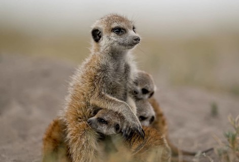 Meerkats or suricates (Suricata suricatta), mother with young, Makgadikgadi Salt Pans, Makgadikgadi